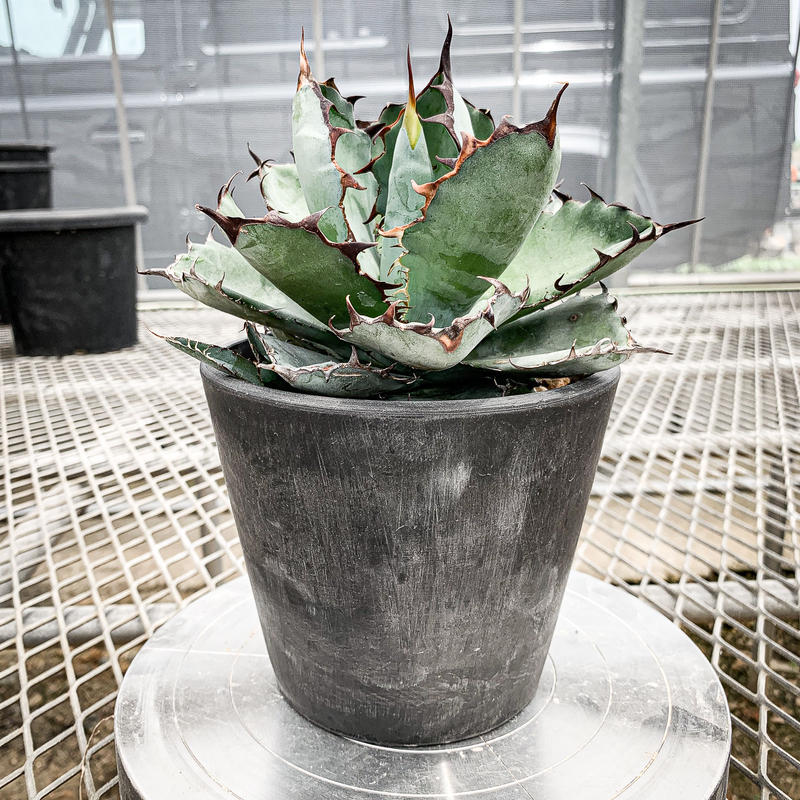 BB02 アガベ チタノタ ブラックアンドブルー | tazaka.co.id