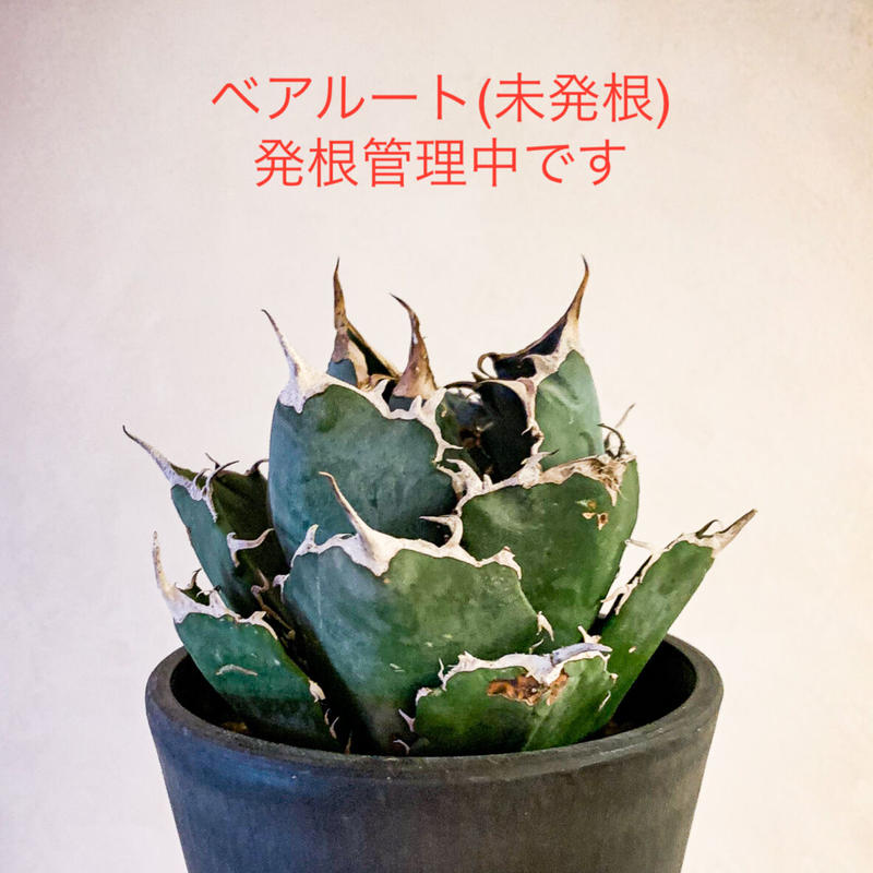 反物 浴衣 ウネウネ鋸歯 アガベ チタノタ 白鯨 ベアルート - crumiller.com