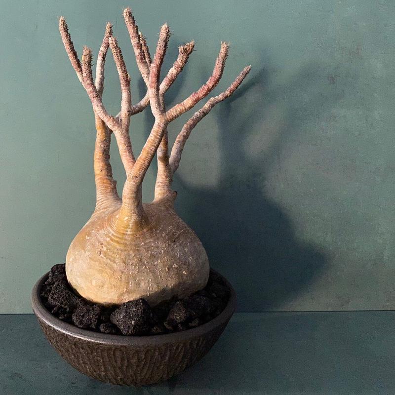 やちむん　植木鉢　サイズ大 やちむん 植木鉢 サイズ大