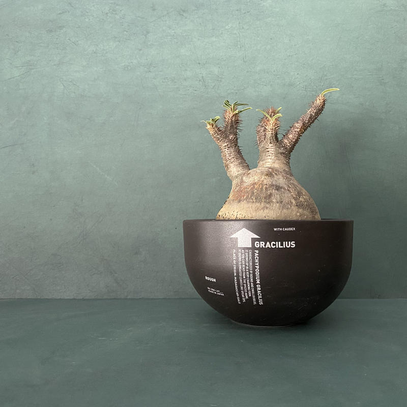 現地譲渡限定 観葉植物・鉢 (ボンバックス、アペンディクラツム ...