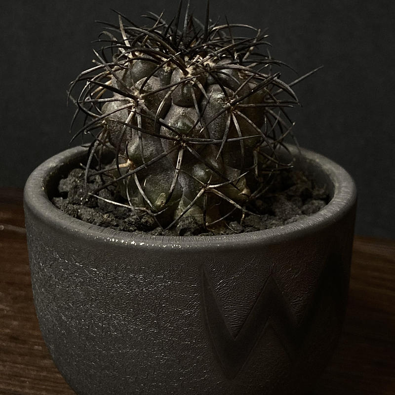 Copiapoa griseoviolacea コピアポア グリセオビオラセア2 サボテン