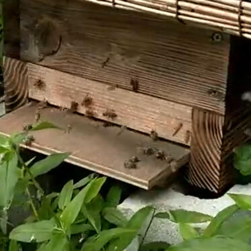 日本蜜蜂 入居群