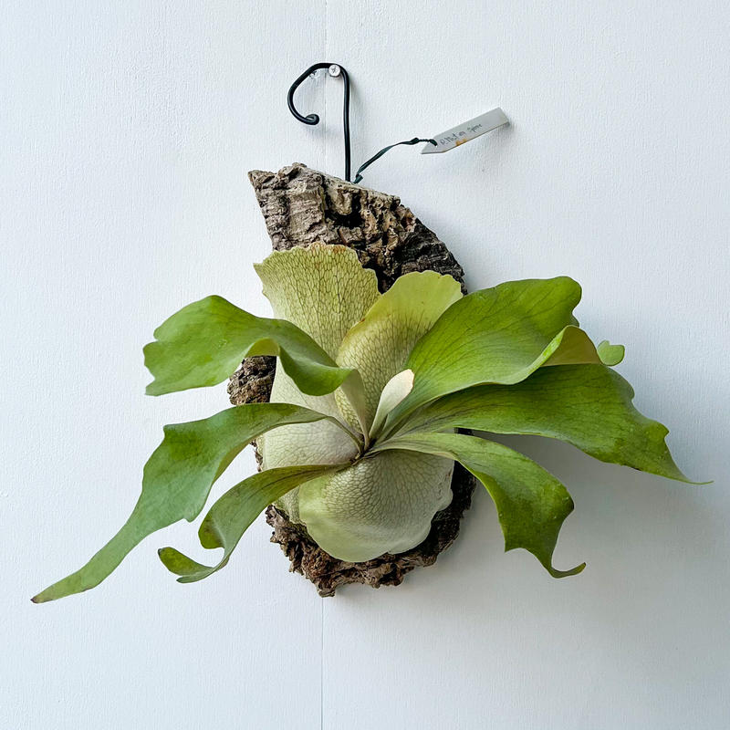 woot ＃9 ビフルカツム × ウィリンキー 交配種【Spore】