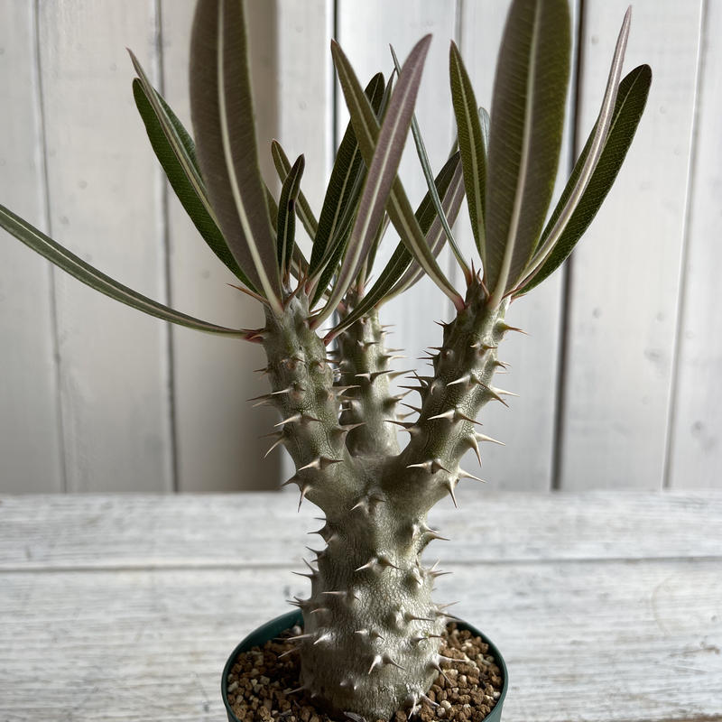 うのにもお得な情報満載! パキポディウム カクチペスセット 植物/観葉