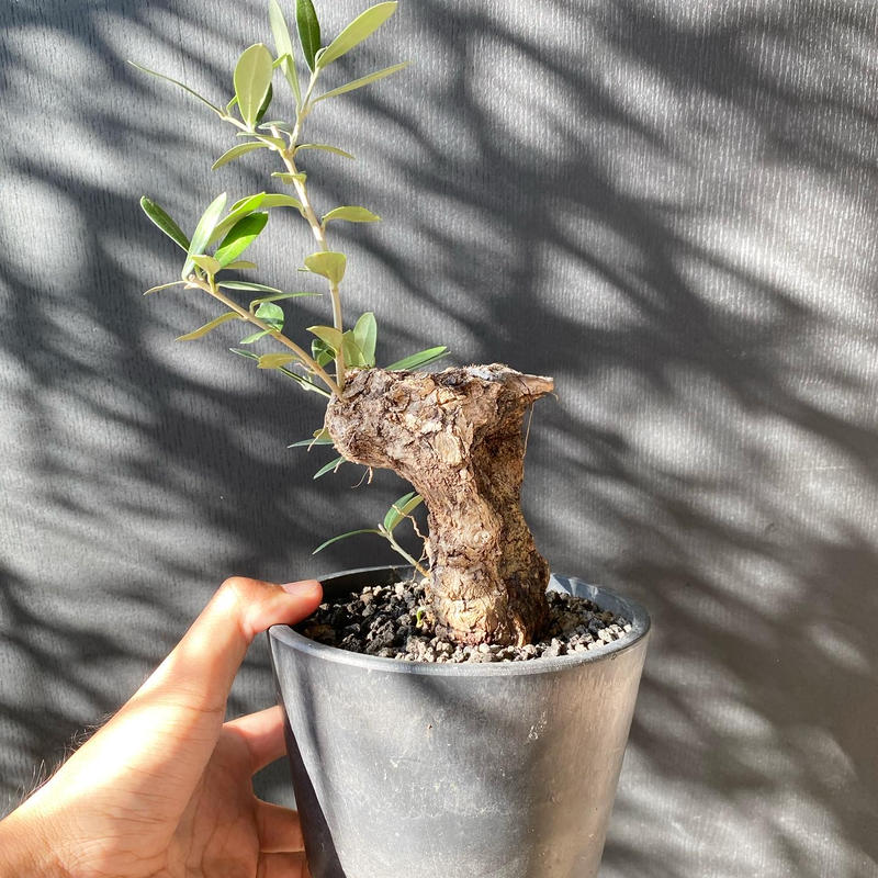 古木　オリーブ　盆栽 古木オリーブ(盆栽風仕立て)観葉植物