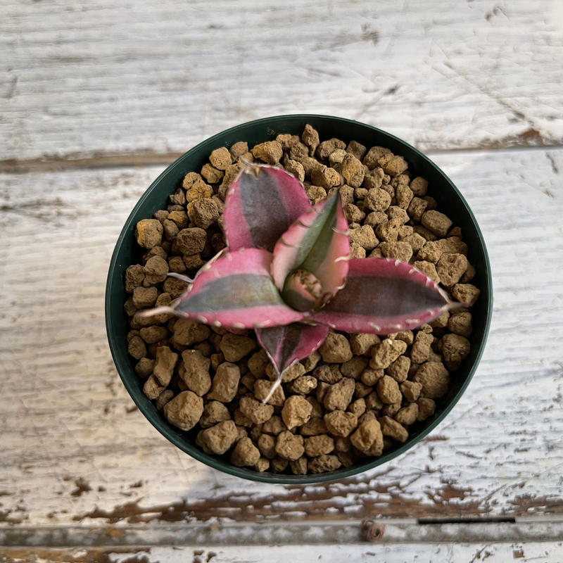 スナグルトゥース チタノタ アガベ | www.tspea.org