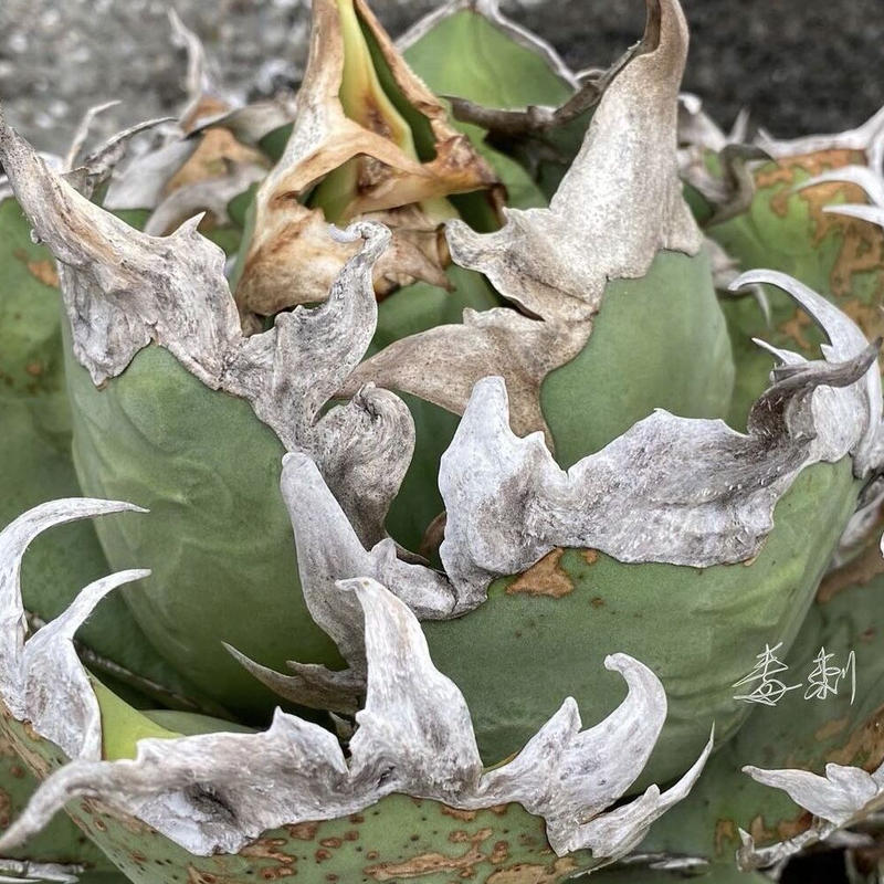 アガベ チタノタ 『シーザー 凱撒』 極上狂棘子株 | Lucky Summer Agave