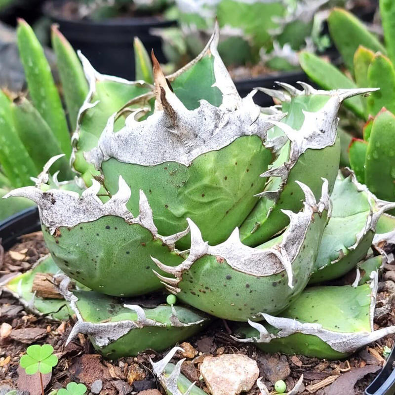 オックスフォードブルー アガベ チタノタ 南アフリカダイヤモンド