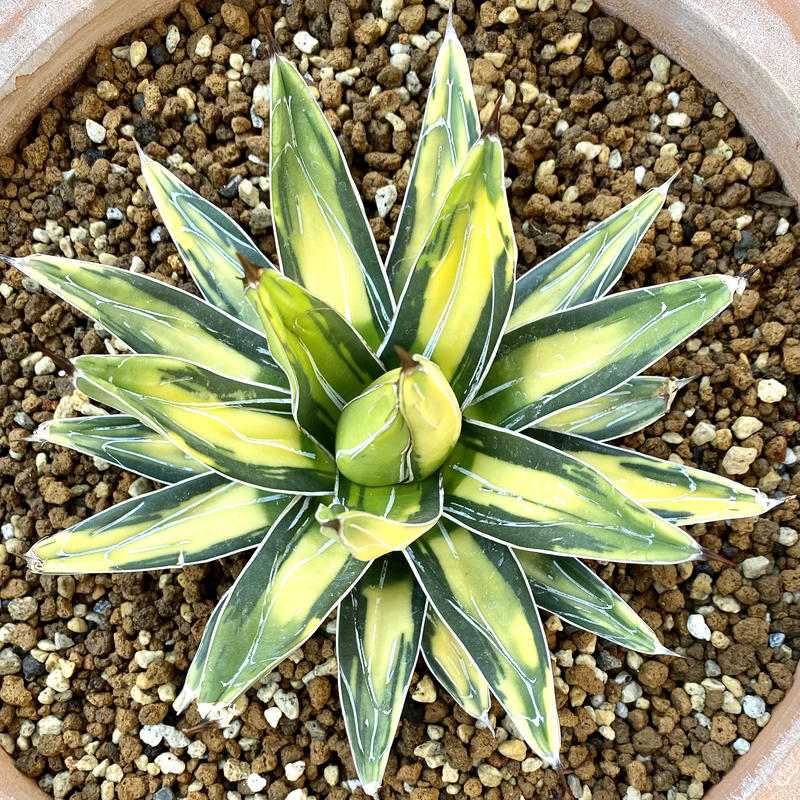 アガベ agave ビクトリアレジーナ サンキング | Lucky Summer Agave