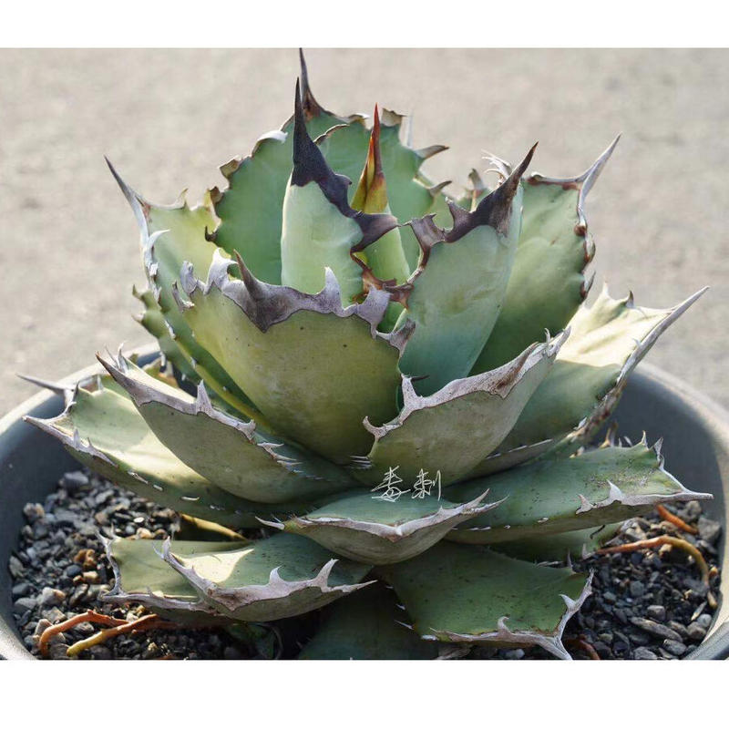 アガベ チタノタ 鳳凰