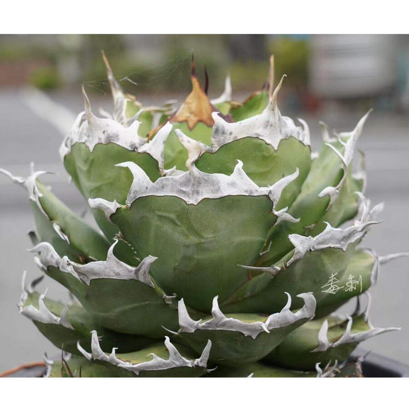 アガベ チタノタ 鬼爪 【公式通販】