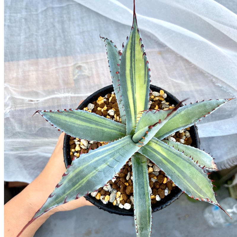 アガベ　フェロックス　アレックス　親株 アガベ フェロックス アレックス 親株 アガベ フェロックス アレックス