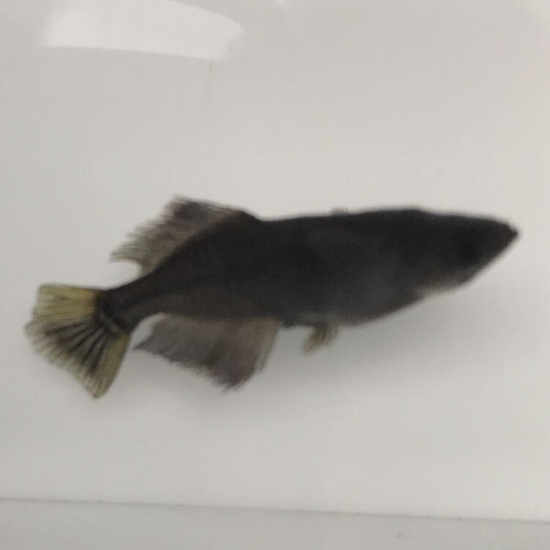 【メダカ】禅・ゼン(極ブラックヒカリ体型)1ペア メダカ】禅・ゼン(極ブラックヒカリ体型)1ペア