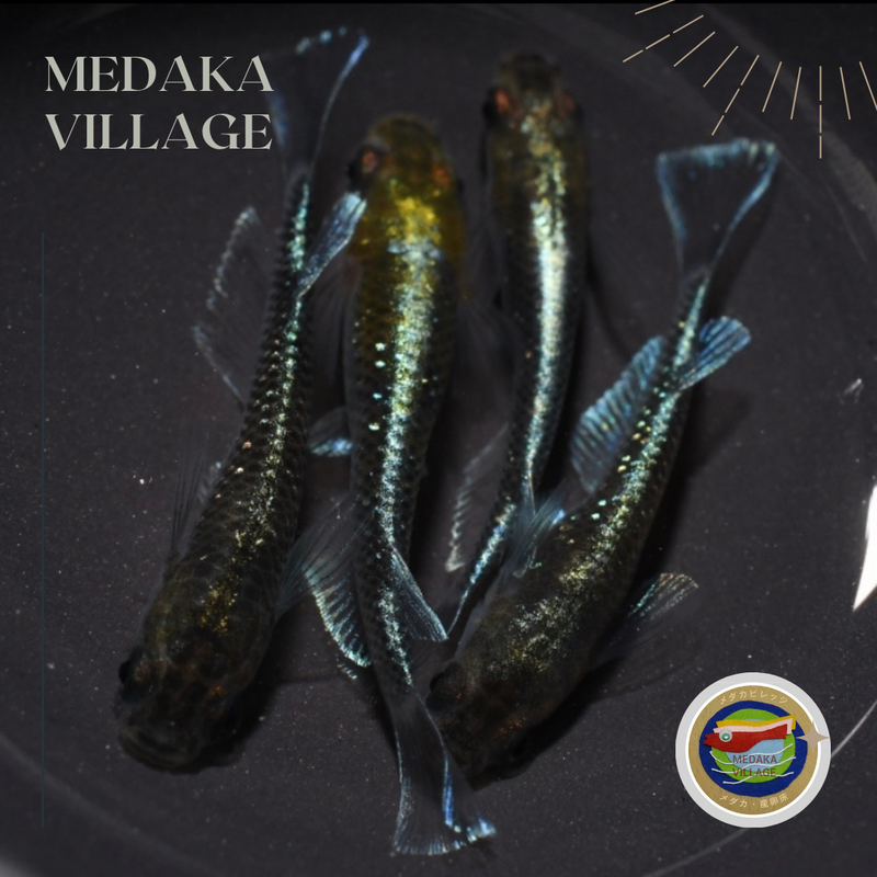 古龍系黒幹之ロゼ めだか稚魚10匹