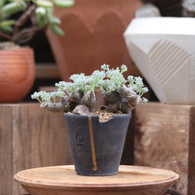 サルコカウロン・ムルチフィズム 良型陶器鉢付き サルコカウロン・ムルチフィズム 良型陶器鉢付き