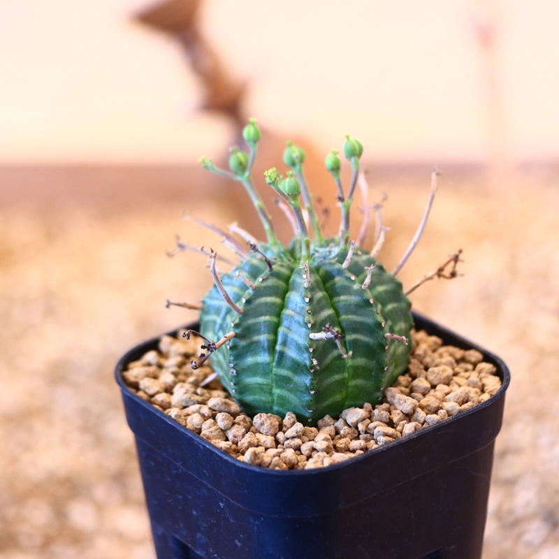 多肉植物 ユーフォルビア バリダゴブリン 多肉植物 ユーフォルビア バリダゴブリン