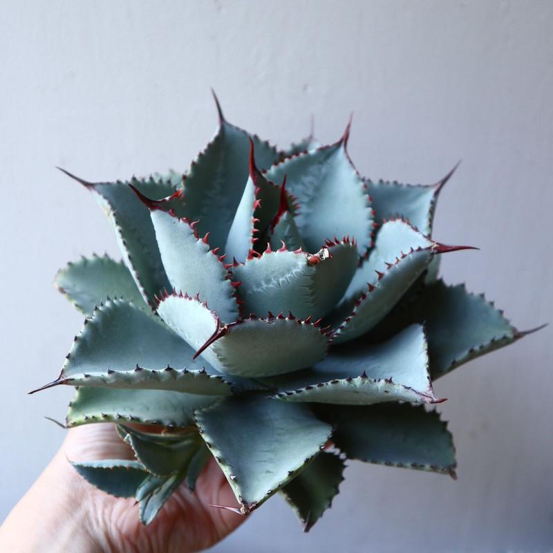 アガベ　レア　ドラゴントゥース　ドラド　中斑 アガベ ドラゴントゥース 中斑 中株 agave