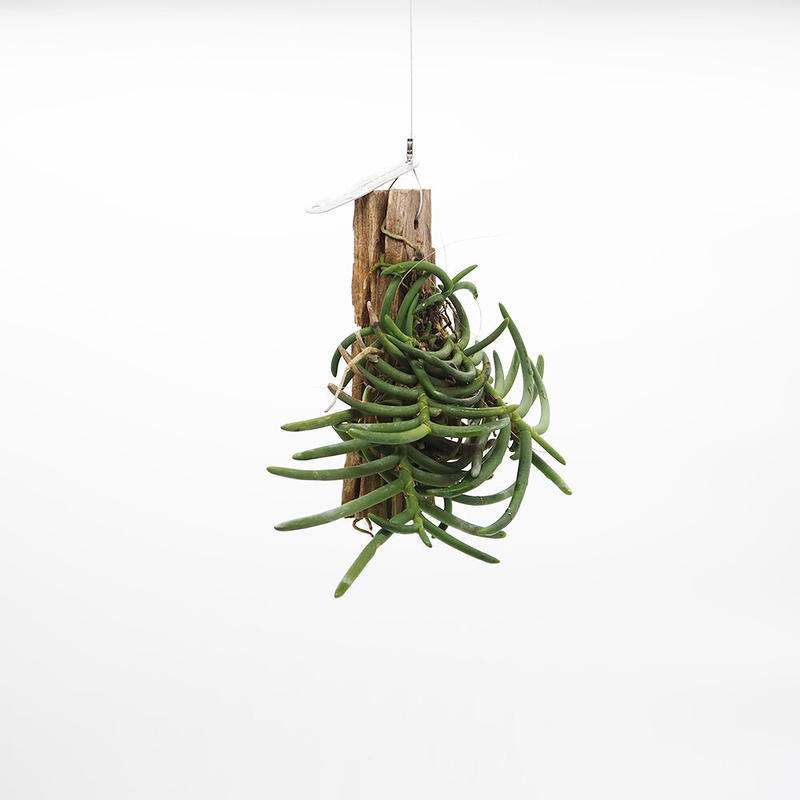 Cleisostma arietinum | moku-online store-