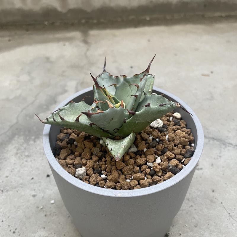 ペ*ラ様 アガベ　チタノタ✕マルガリータＴimag　やっと本気出てきた株❗️ ペ*ラ様 アガベ チタノタ✕マルガリータTimag やっと本気出てきた株