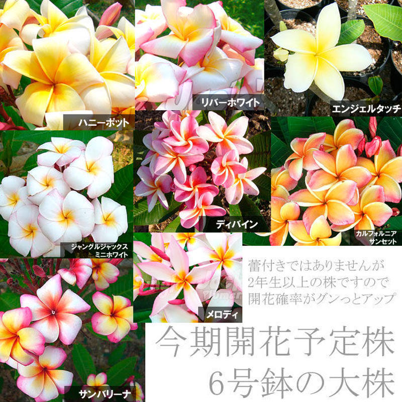 プルメリア ディバイン8号鉢 花付き