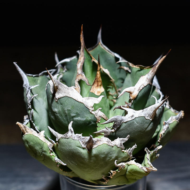 海外販売× アガベチタノタ【白鯨】ボールタイプ！！ | mcshoescolombia