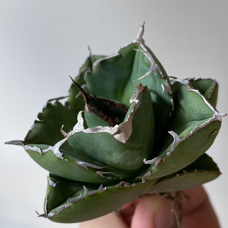 アガベ Agave チタノタ FO-076×ジャガーノートhyd 植物