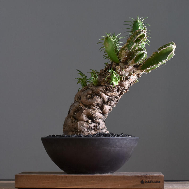 激安な ユーフォルビアムランジーナ 塊根植物・コーデックス