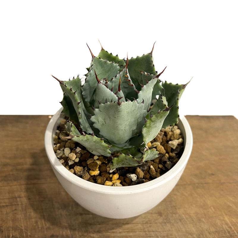 アガベ agave クリスティニー×ポタトラムhyb