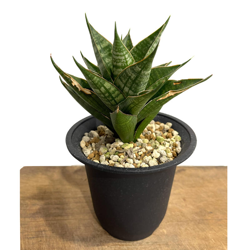 a88 サンセベリア サンスベリア ダンシングドラゴン アンヤマニーガーデン