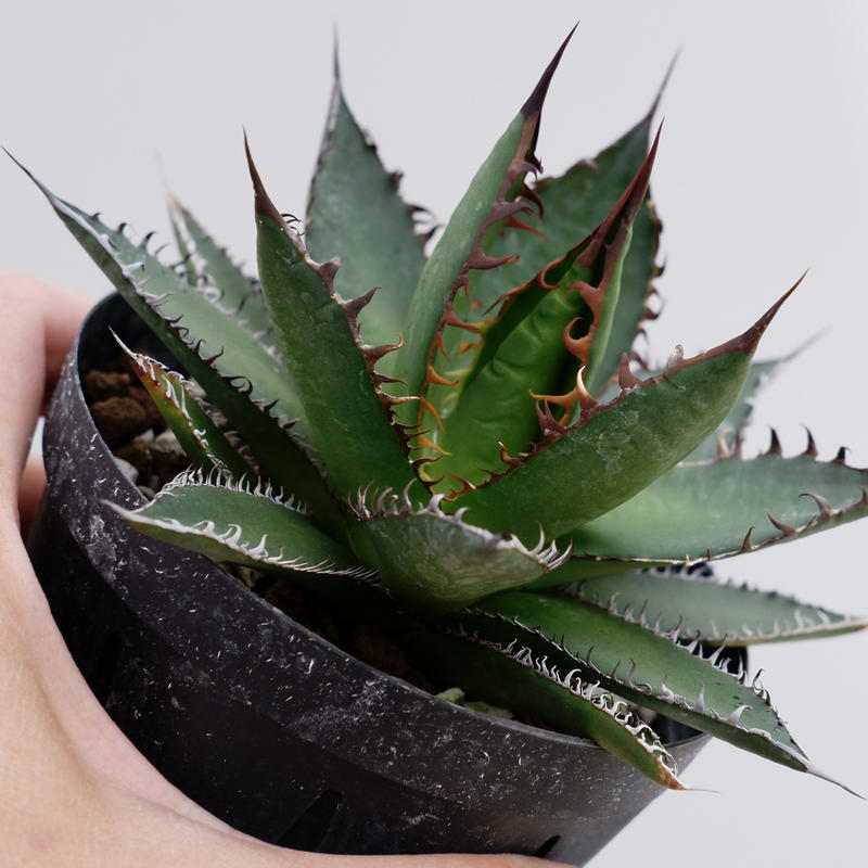 Agave horrida ssp. horrida アガベホリダ 特選強棘