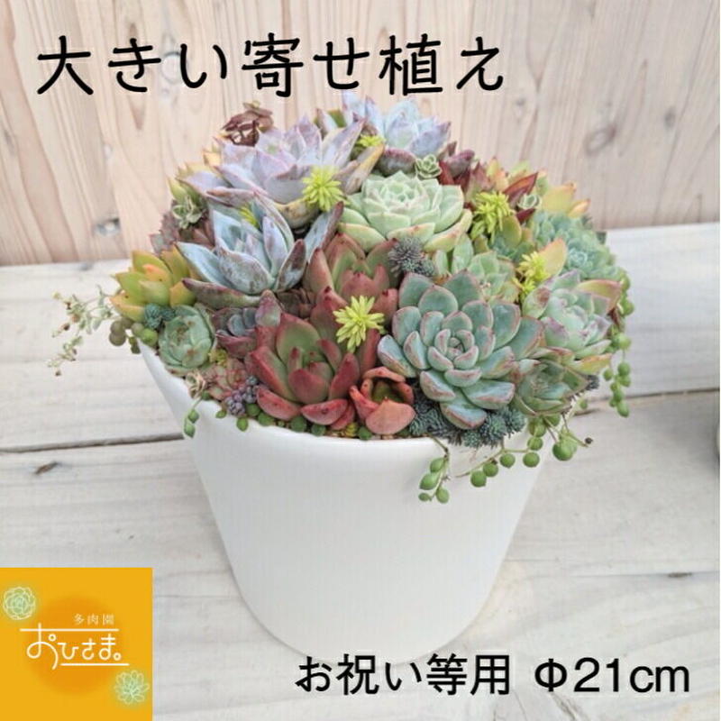 多肉植物寄せ植え ビッグサイズ確認用