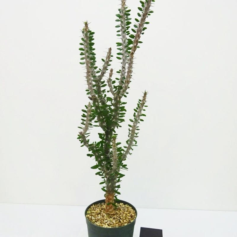 アローディア プロセラ - 通販 - hydro-mineral.net