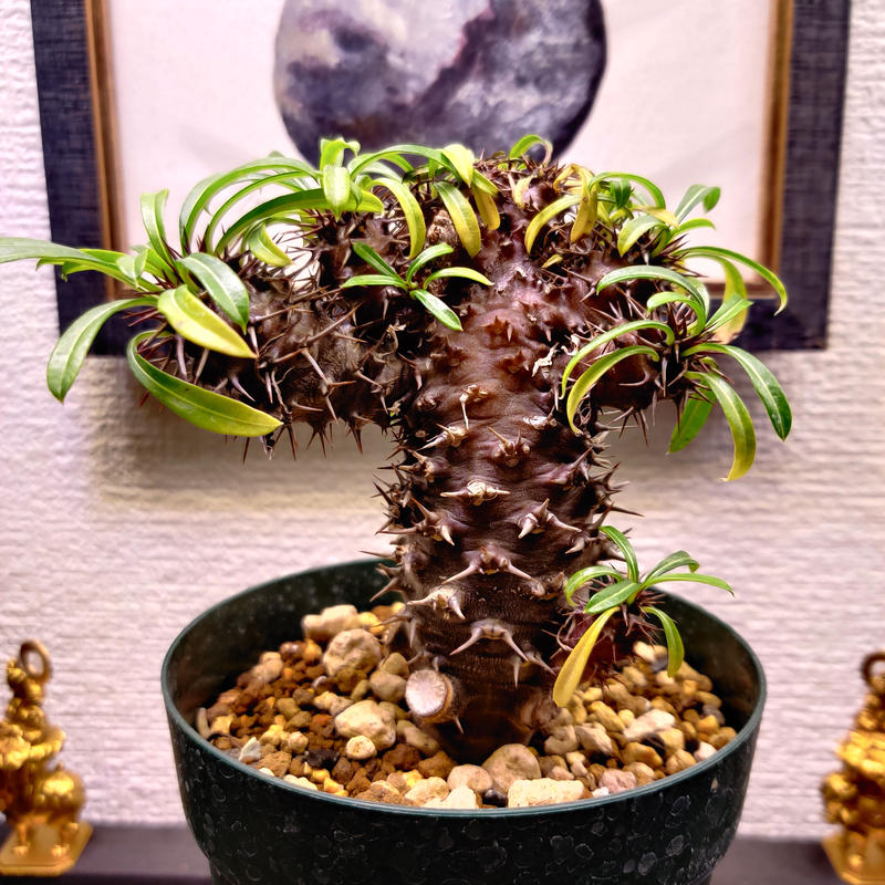 早い者勝ち】パキポディウムラメリー