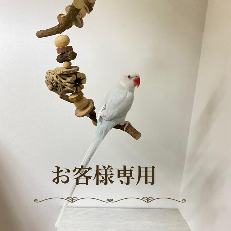 yae23yae様専用】おでんくん【シロハラサイズ】カクタスと天然ウッド