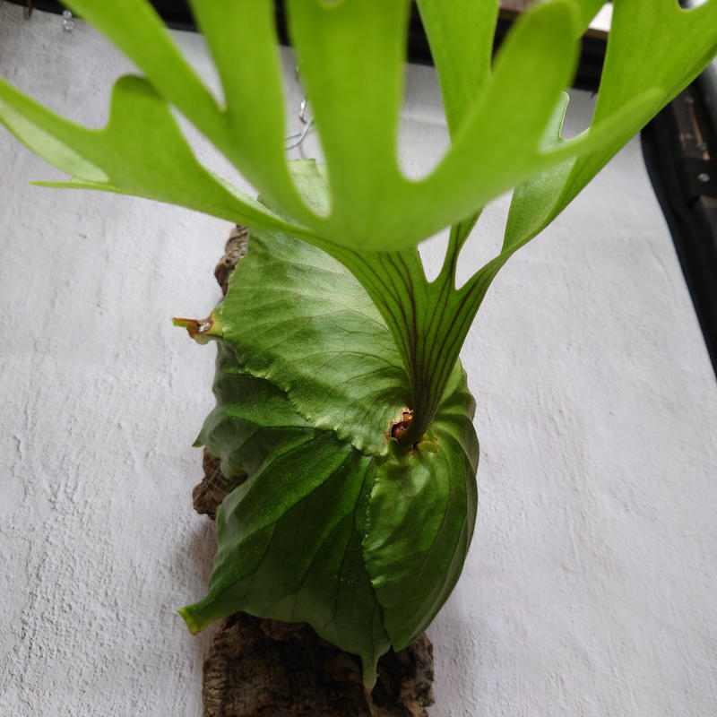 ビカクシダ キッチャクード 大株 コルク付 【公式通販】