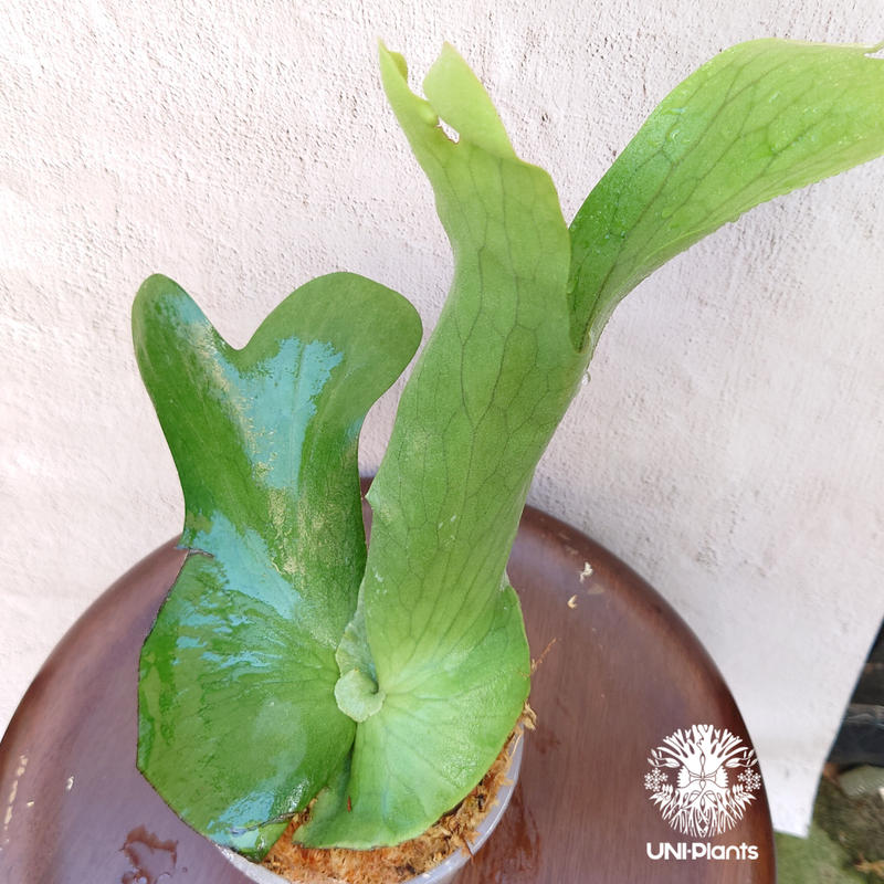ビカクシダ ホルタミー P. Holttumii 植物 花 コウモリラン