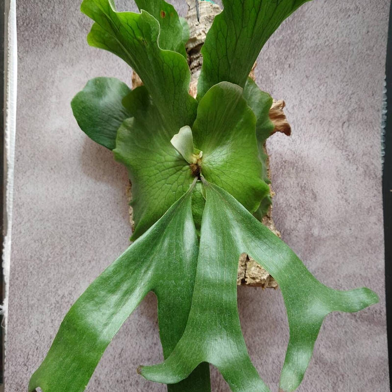 に初値下げ! ビカクシダ・ステマリアPlatycerium stemaria - 通販