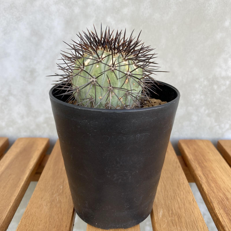 コピアポア ロンギスタミネア