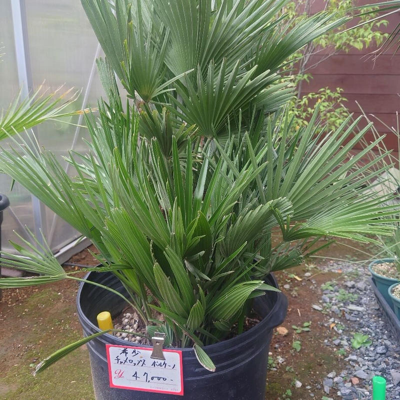 チャメロプス ボルケーノ 庭 観葉植物 ココスヤシ チャメロップス チャメロプス ボルケーノ 庭 観葉植物 ココスヤシ チャメロップス