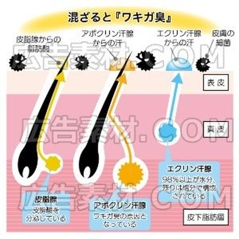汗とワキガの関係 イラスト図解 広告素材 com