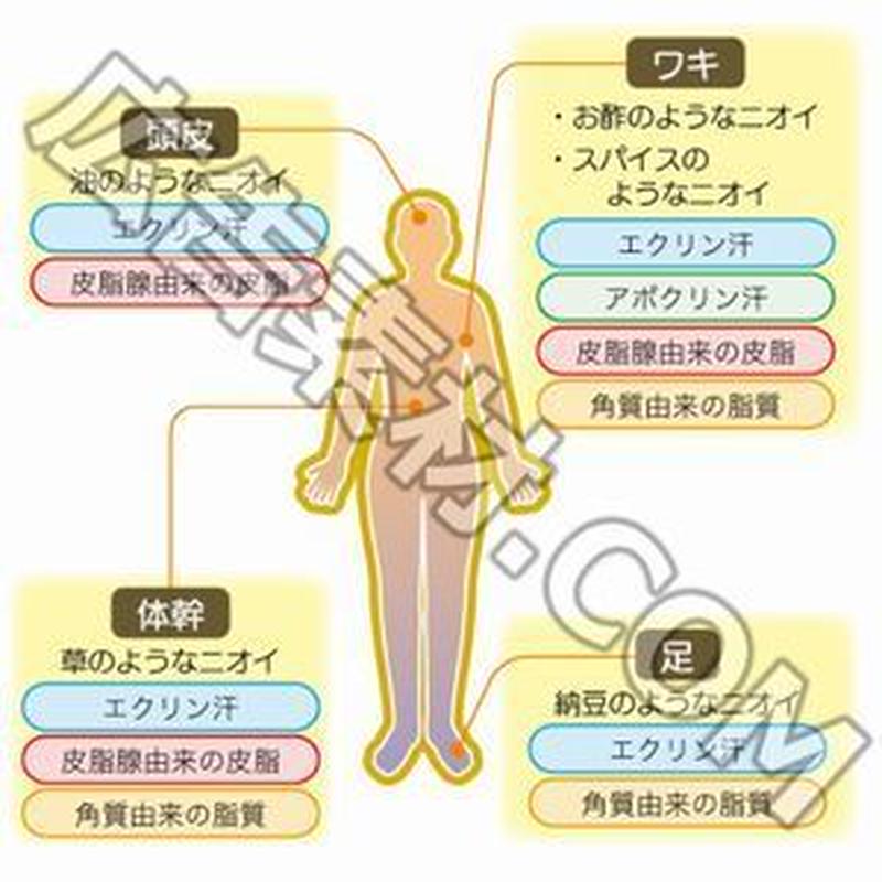 イラスト図解 特典付き 女性の体臭解消アフィリエイトブログを作る