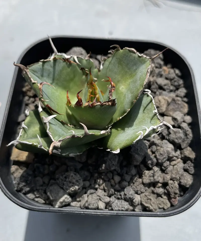 売れ筋ランキングも掲載中！ ☆小島白鯨 子株 発根済み ラスト出品