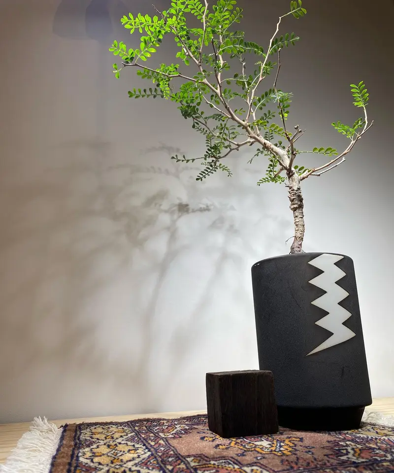 オペルクリカリア パキプス 実生5年株 発根済 (商品番号PP-76valiem