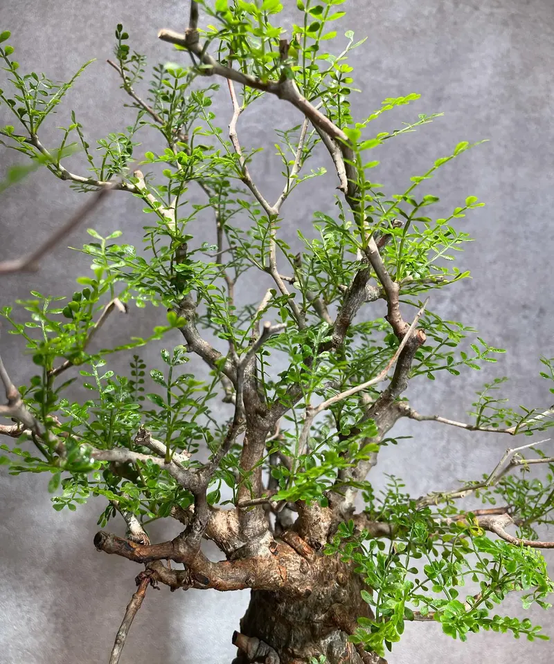 枝も主根も生きてます】オペルクリカリアパキプス ベアルート