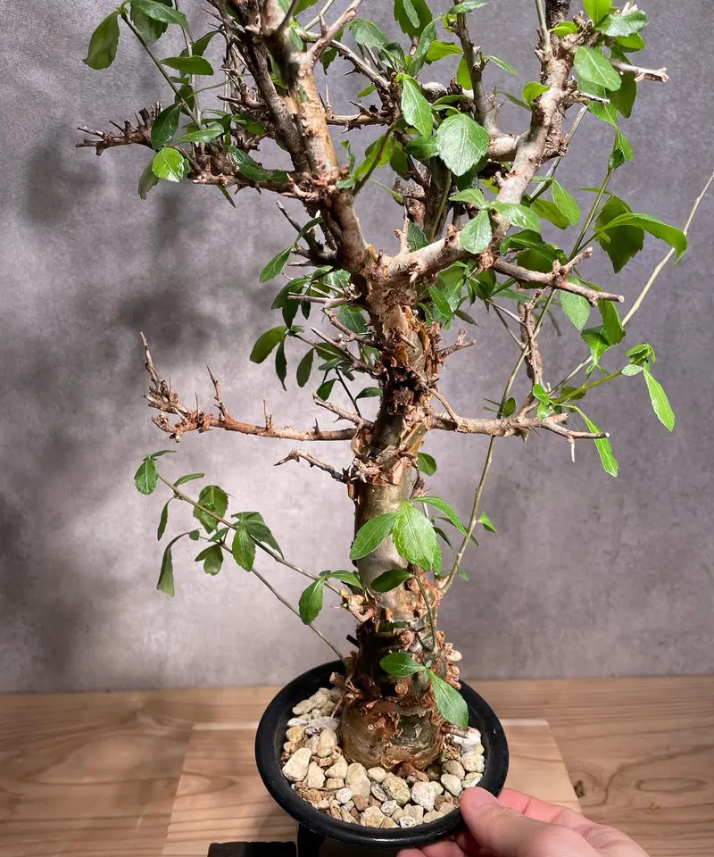 コミフォラ sp PV2597 2株 セットCommiphora sp PV2597 exotica