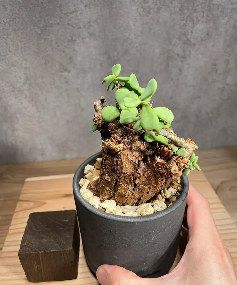 4-29 Ceraria pygmaea ケラリア ピグマエア ベアルート株