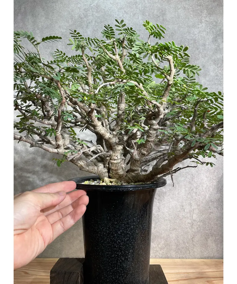 3 □センナ メリディオナリス□Senna meridionalis・塊根植物