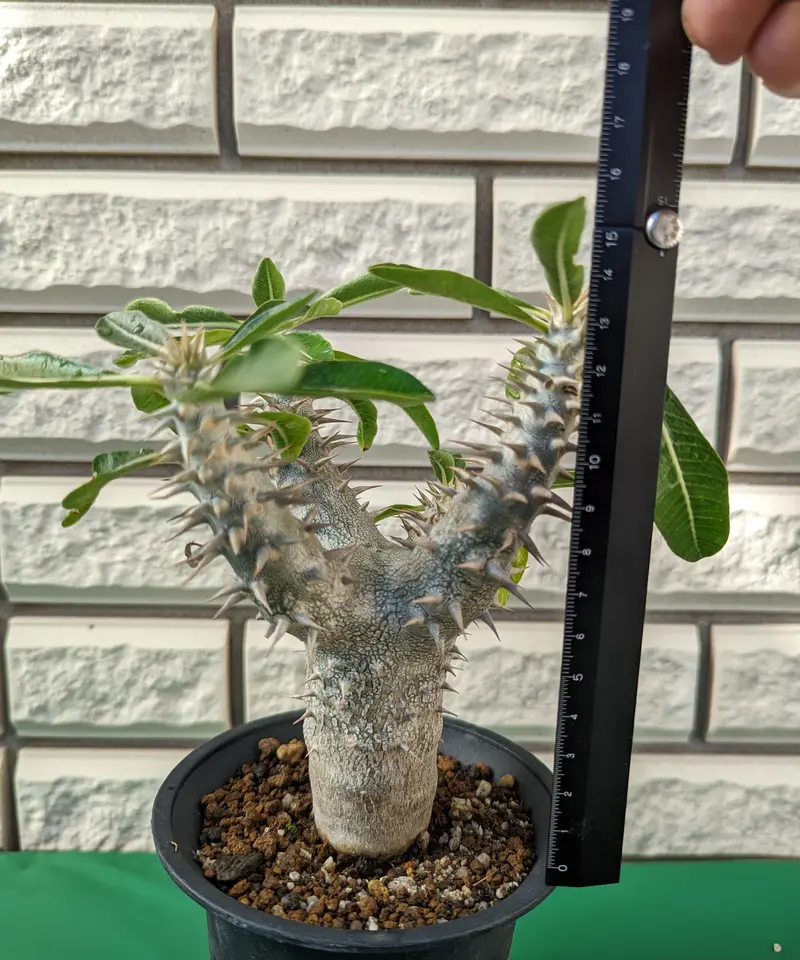 パキポディウム・デンシフローラム 大株 | Plants by THE CORE CAUDEX