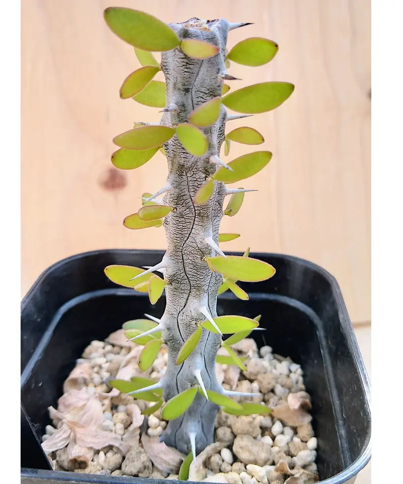 ブルー×レッド アローディア プロセラ | www.chezmoiny.com