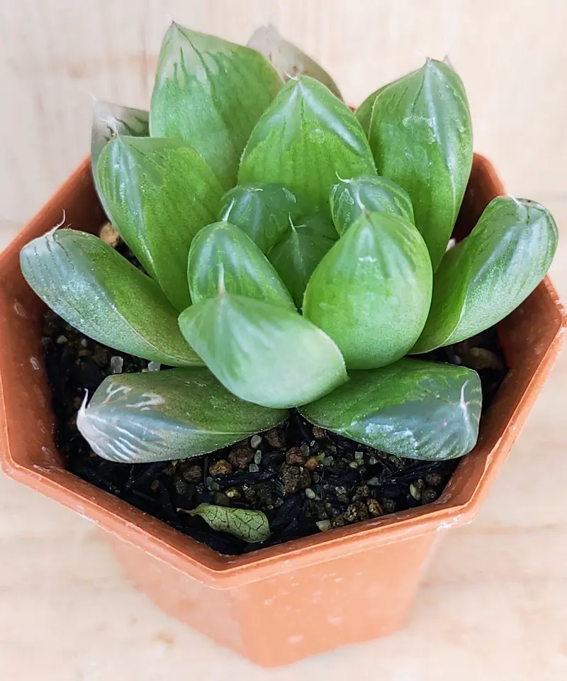 多肉植物 ハオルチア 大型オブツーサ『マスカットグリーン(小